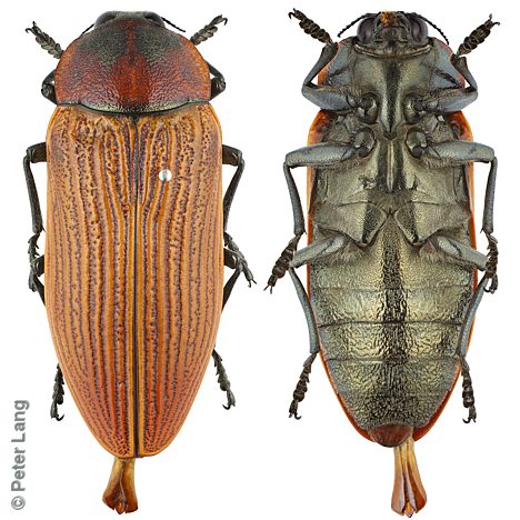 Temognatha heros, PL3536B, male, EP, 51.9 × 19.9 mm